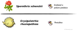 esporotricosis-vs-erisipeloide