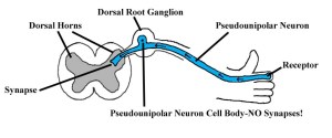 Dorsal root ganglion